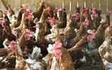 Eng beieinander stehende Hühner (Bild: danielschoenen / fotolia.com)