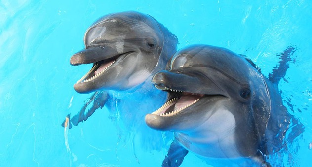 Zwei Delfine (Bild: Aleksandr Lesik / fotolia.com)
