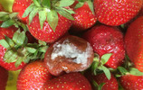Erdbeeren mit Schimmel