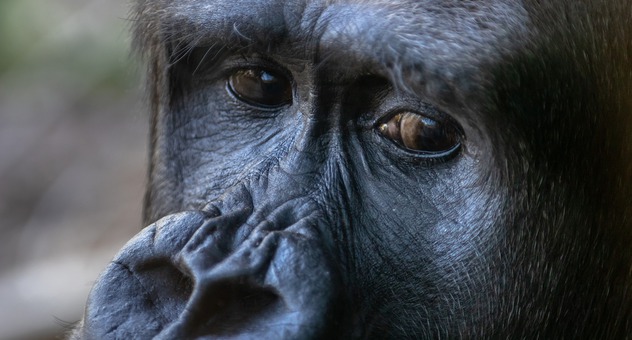 Traurig guckender Gorilla in Nahaufnahme