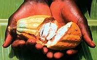 Aufgebrochene Kakaofrucht